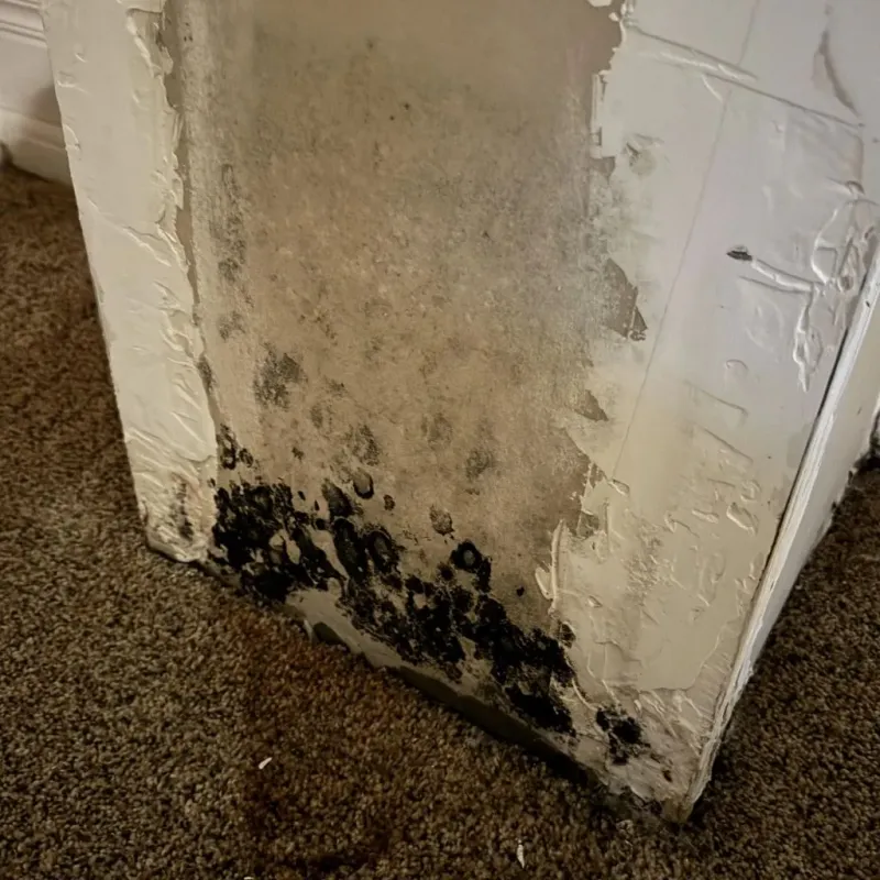 Professional Mold Removal in Potosi, MO